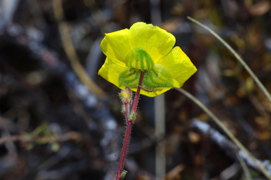 Fumana glauca da determinare